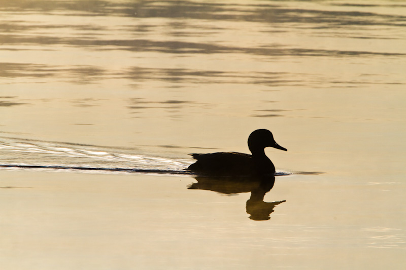 Gadwall Silhouette